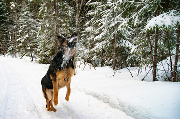 German Shepherd playing in the winter in the forest.