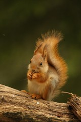 A red squirrel (Sciurus vulgaris) also called Eurasian red sguirrel sitting in branch in a green forest. Squirrel head with a green background.