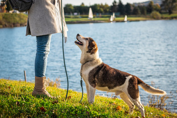 Pet owner training her dog obedience and agility outdoors