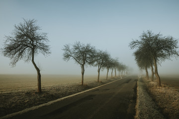 Fototapeta premium Disappearing black empty road between villages leading through the alley of trees without leaves during frosty autumn sunrise with the rest of fog in the background.