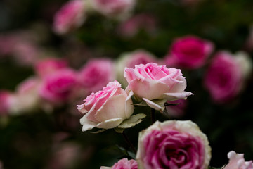 バラの花　千葉県八千代市　日本