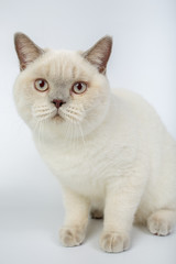 Fototapeta na wymiar British beige, Lilac, white,Color Point, cat isolated on a white background, studio photo