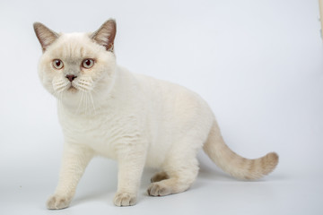 Fototapeta na wymiar British beige, Lilac, white,Color Point, cat isolated on a white background, studio photo