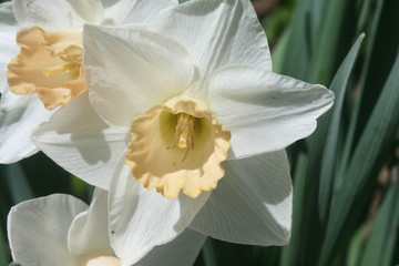 Close Up Of A White Daffodil