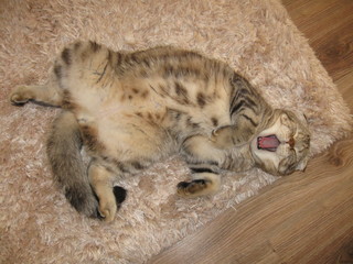 striped fold cat yawns