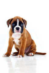 Obraz premium Portrait of a adorable boxer puppy