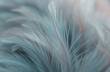 Blur Bird poulets plume texture pour arrière-plan, fantaisie, abstrait, couleur douce de la conception d& 39 art.
