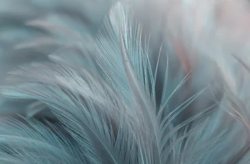 Crédence en verre imprimé Gris 2 Blur Bird poulets plume texture pour arrière-plan, fantaisie, abstrait, couleur douce de la conception d& 39 art.
