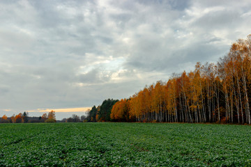Plain landscape of golden autumn.