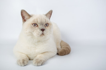 British beige, Lilac, white,Color Point, cat isolated on a white background, studio photo