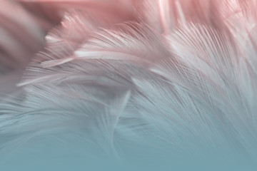 Fototapety  Blur Bird chickens feather texture for background, Fantasy, Abstract, soft color of art design.