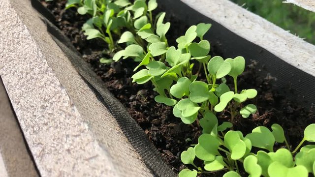 Young green shoots of lettuce plants in the garden