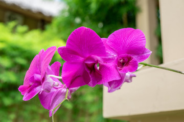 Pink orchids grown in the house.