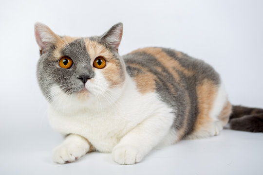 blue-white-red-haired British cat isolated on a white background, studio photo