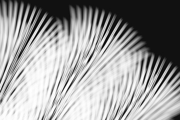 seamless background with white Feathers
