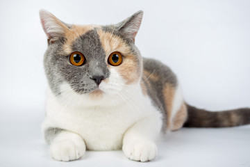 blue-white-red-haired British cat isolated on a white background, studio photo