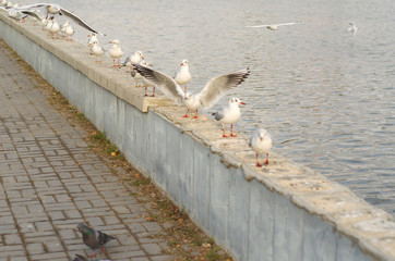 A group of lake seagulls on the pea canal parapet in the fall morning 1.