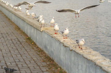 A group of lake seagulls on the pea canal parapet in the fall morning 2.