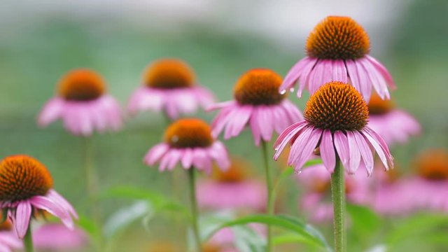 Eastern purple coneflower (Echinacea purpurea) with raindrops on the petals.