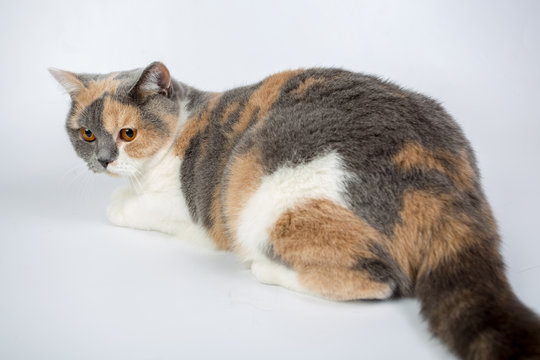 blue-white-red-haired British cat isolated on a white background, studio photo