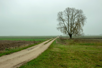 Fog in the fall on a flat landscape.