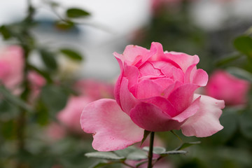バラの花　千葉県八千代市　日本