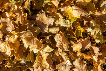 autumn dry yellow leaves background