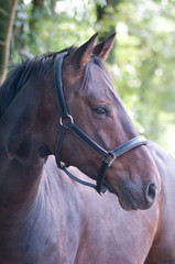 Obraz premium Sunny: gelding, from Sandro Hit / Macho XX