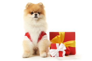 Pomeranian dog in costume and gift boxes isolated on white background