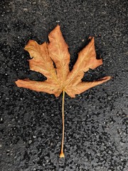 Autumn Leaf on Asphalt