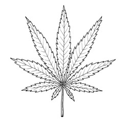 Drawing of Cannabis. Sketch of leaf of Cannabis Indica species, black and white illustration