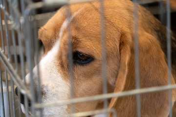 experiment Beagle dog in a cage - obrazy, fototapety, plakaty