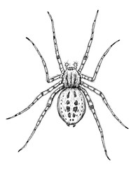 Drawing of so called Cardinal spider. Sketch of spider of Tegenaria parietina species, black and white illustration