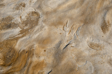 Brown background  abstract from a sea stone