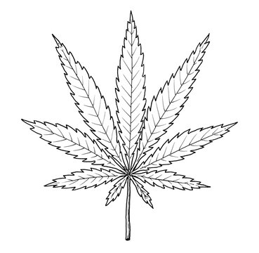Drawing of Cannabis. Sketch of leaf of Cannabis Indica species, black and white illustration