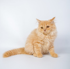 British longhair cat, kittens, red, isolated, photo studio