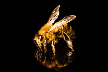 Macro d& 39 abeille à miel, isolée sur fond noir. Notion d& 39 abeille.