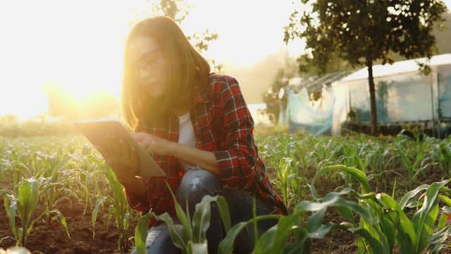 Young woman farmer  with digital tablet Checking the integrity of the corn field of agriculture. Smart eco a harvesting agriculture farming 