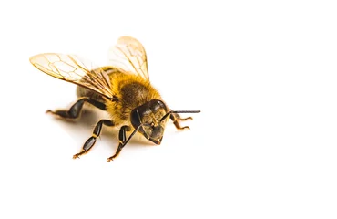 Fotobehang Bij Honingbij macro, geïsoleerd op een witte achtergrond. Bijenconcept. Ruimte rechts kopiëren