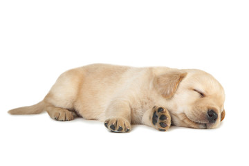 Labrador puppy isolated on white background - obrazy, fototapety, plakaty