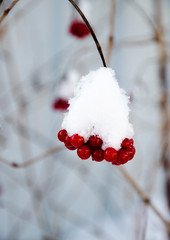 Bright red berries of viburnum under snow caps.