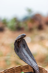 Indian Snake code at Pushkar