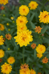 Coreopsis grandiflora 