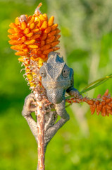 Macro shots, Beautiful nature scene green chameleon  © blackdiamond67