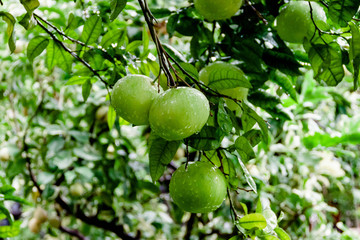 Green color lemons or limes on tree with rain drops. Gardening harvesting south country concept