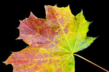 ahornblatt im herbst
