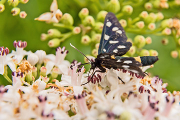 black butterfly on white flower and green leaves