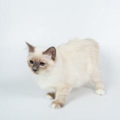 Sacred Birman Cat, birma isolated on a white background, studio photo