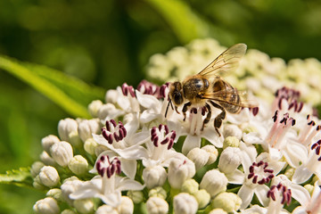 Bee on white flower and green leaves as background