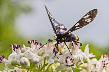 black butterfly on white flower and green leaves